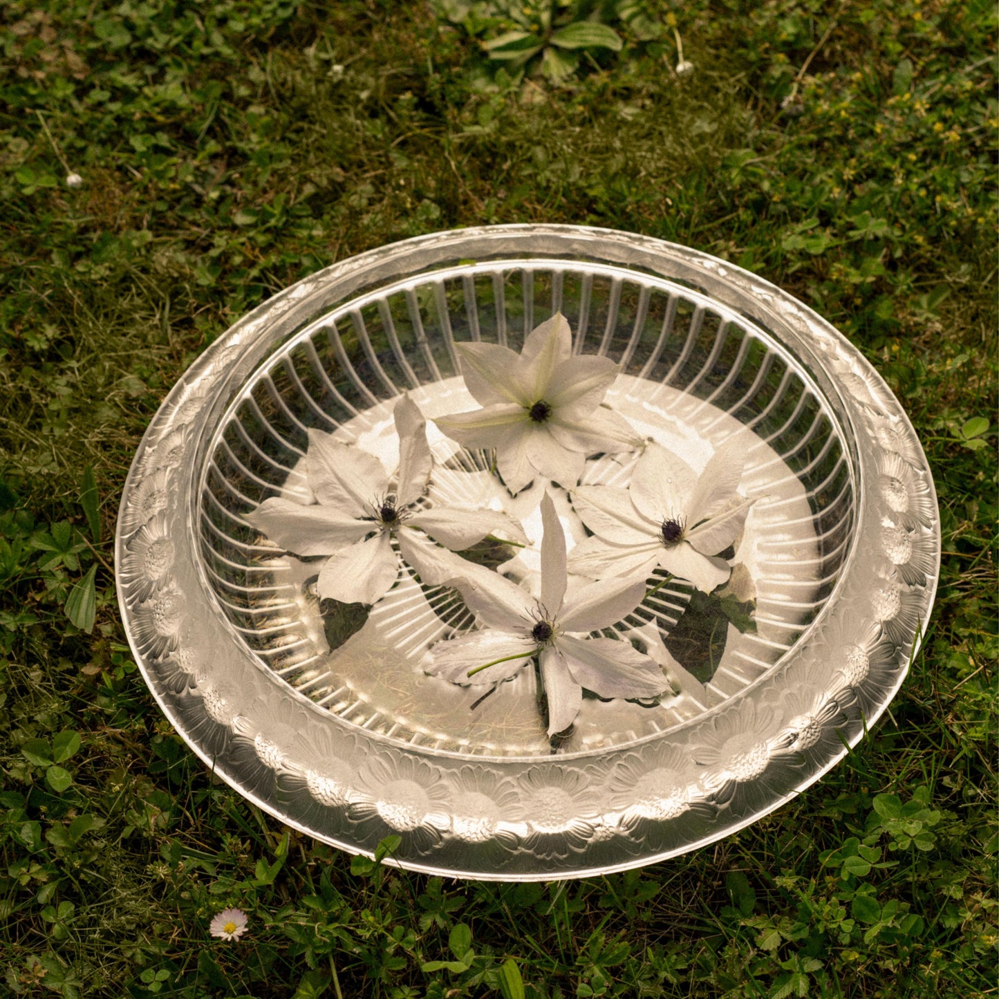 Marguerites bowl