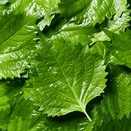 Lalique-parfums-note-olfactive-shiso.png